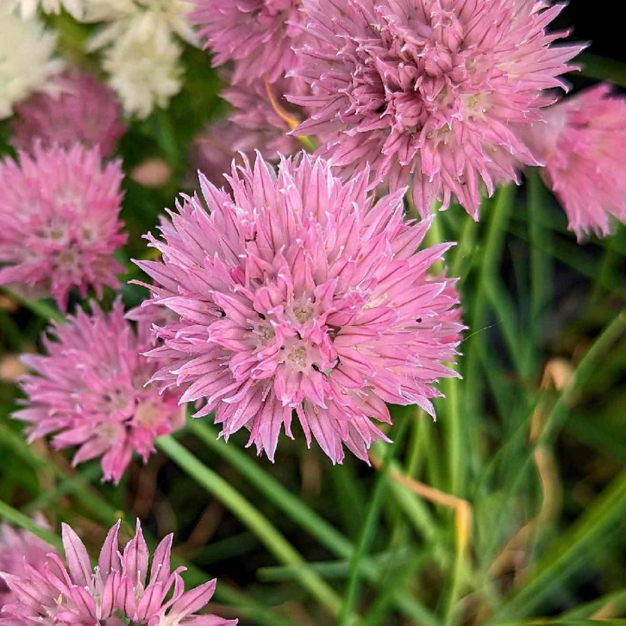 Plantes Vivaces ALLIUM schoenoprasum 'Pink One' - Ciboulette en vente - Pépinière Lepage .