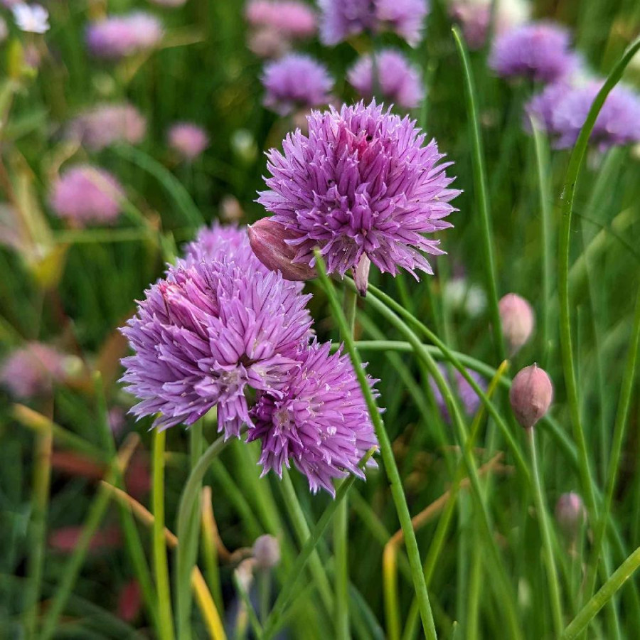 Plantes Vivaces ALLIUM schoenoprasum 'Purple One' en vente - Pépinière Lepage .