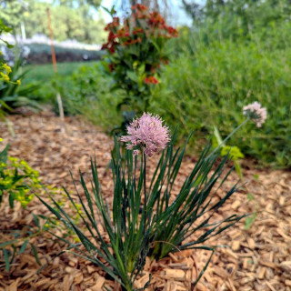 ALLIUM senescens 'Lisa Blue'