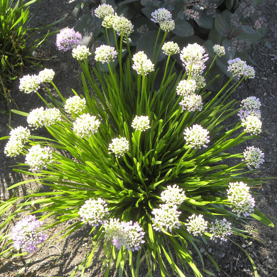 Plantes Vivaces ALLIUM senescens ssp. senescens - Ail d'ornement en vente - Pépinière Lepage .