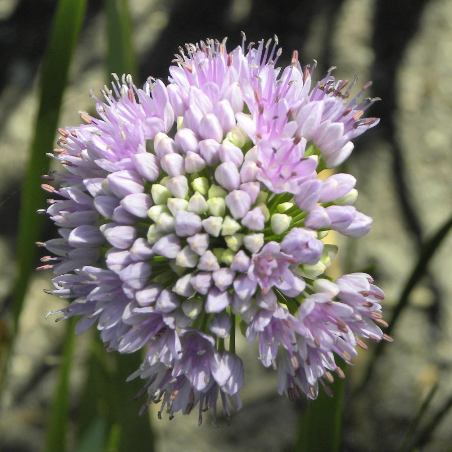 Plantes Vivaces ALLIUM senescens ssp. senescens - Ail d'ornement en vente - Pépinière Lepage .