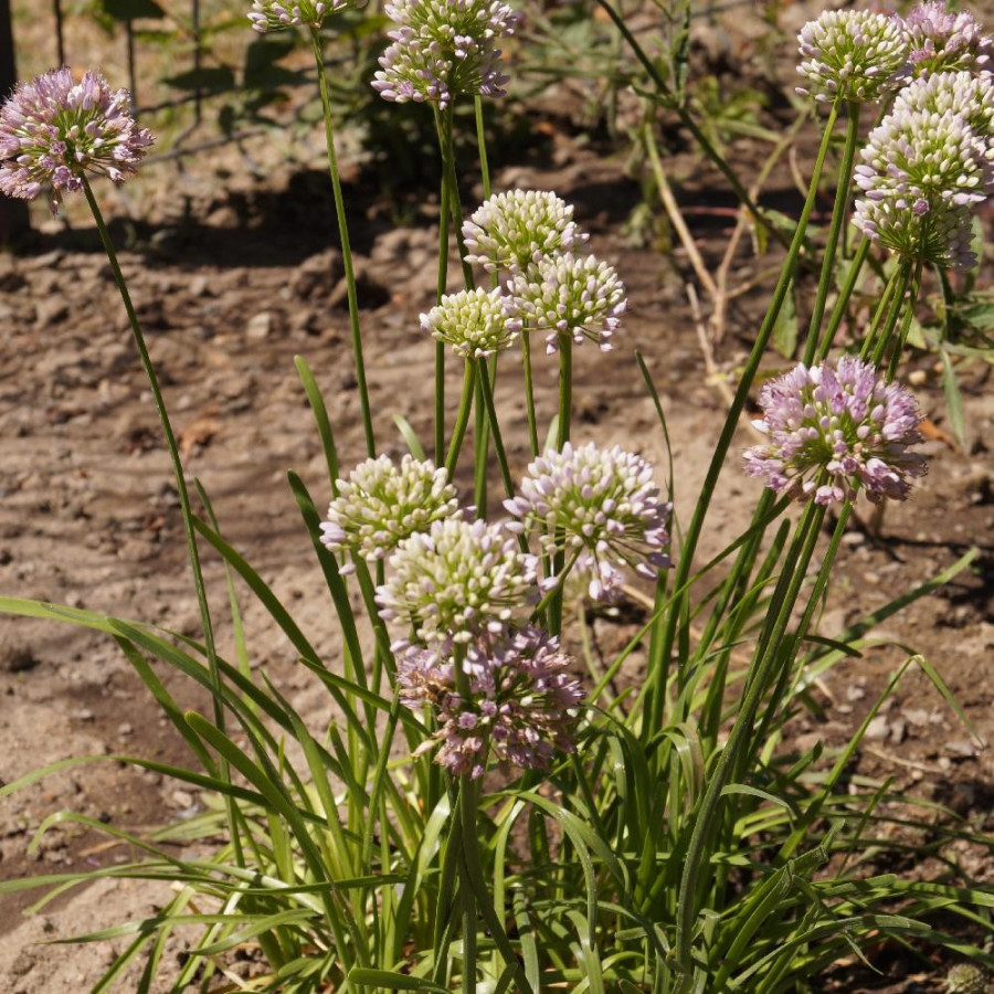 Plantes Vivaces ALLIUM senescens ssp. senescens - Ail d'ornement en vente - Pépinière Lepage .