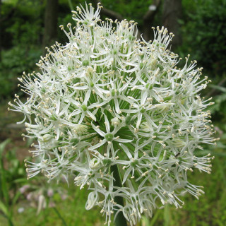 Plantes Vivaces ALLIUM stipitatum 'Mount Everest' - Ail d'ornement en vente - Pépinière Lepage .