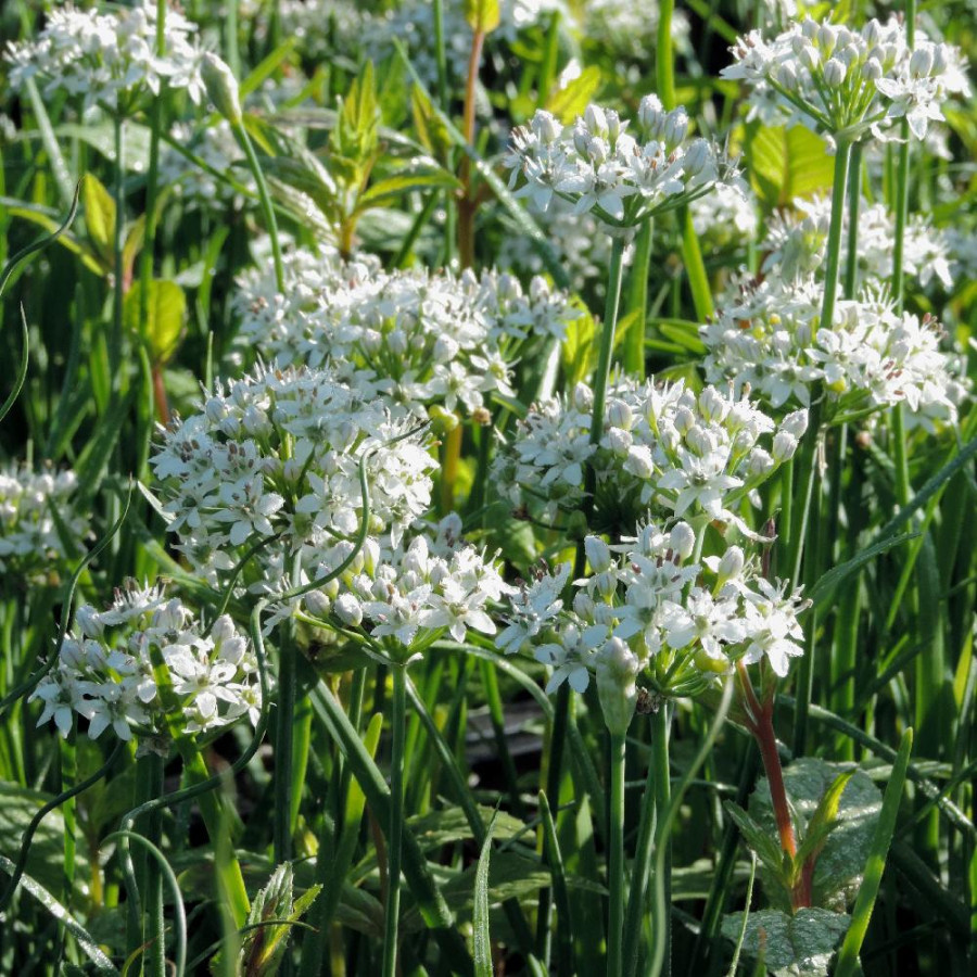 ALLIUM tuberosum 'Cliffs of Dover' ®