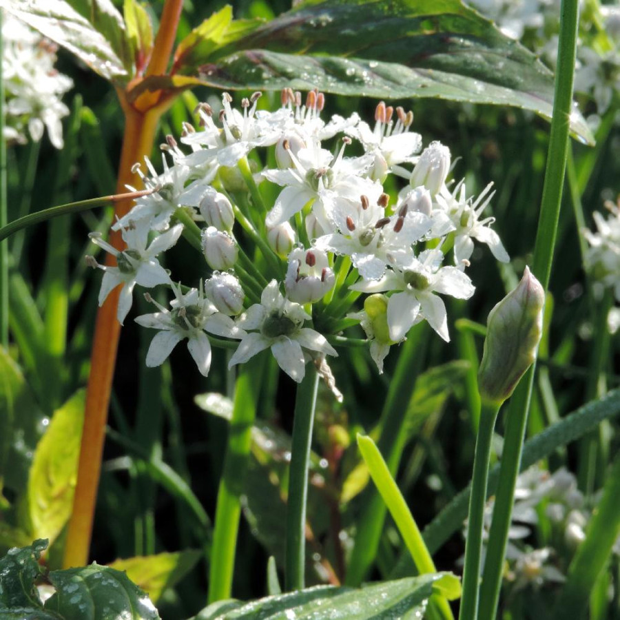 ALLIUM tuberosum 'Cliffs of Dover' ®
