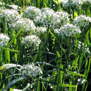 ALLIUM tuberosum 'Cliffs of Dover' ®