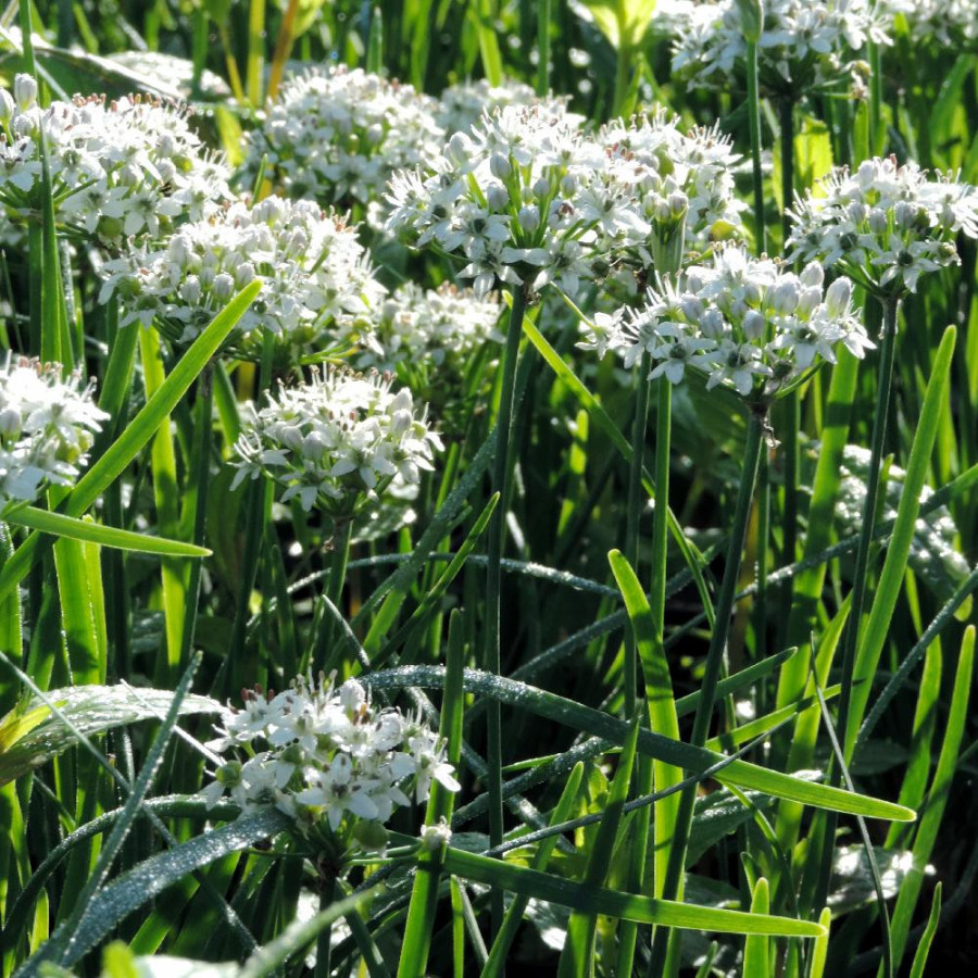 ALLIUM tuberosum 'Cliffs of Dover' ®