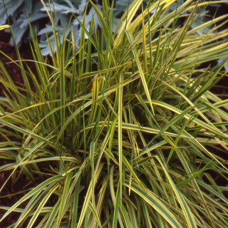 Plantes Vivaces ALOPECURUS pratensis 'Aureovariegatus' - Vulpin en vente - Pépinière Lepage .