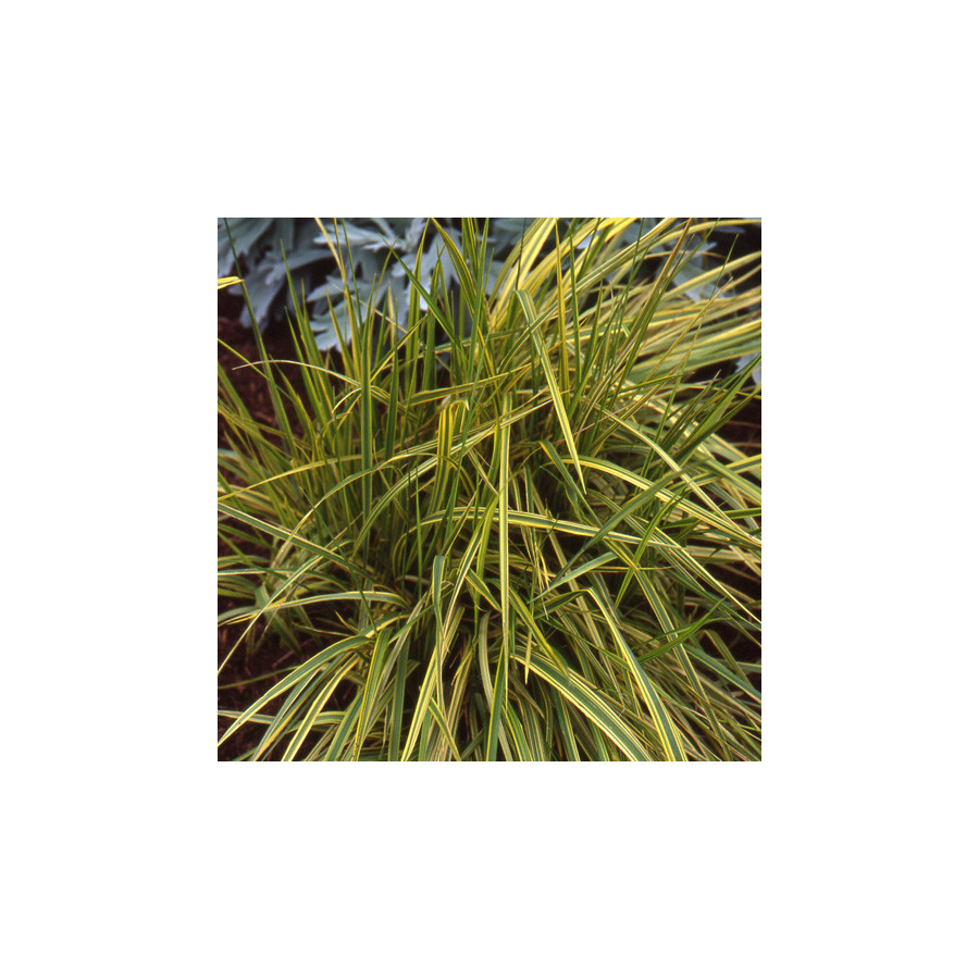 Plantes Vivaces ALOPECURUS pratensis 'Aureovariegatus' - Vulpin en vente - Pépinière Lepage .