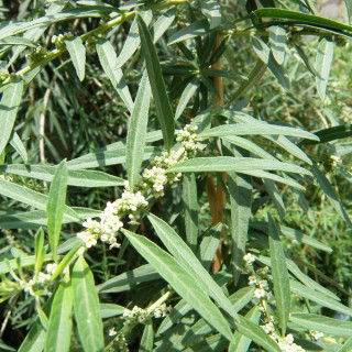 Plantes Vivaces ALOYSIA  polystachya en vente - Pépinière Lepage .