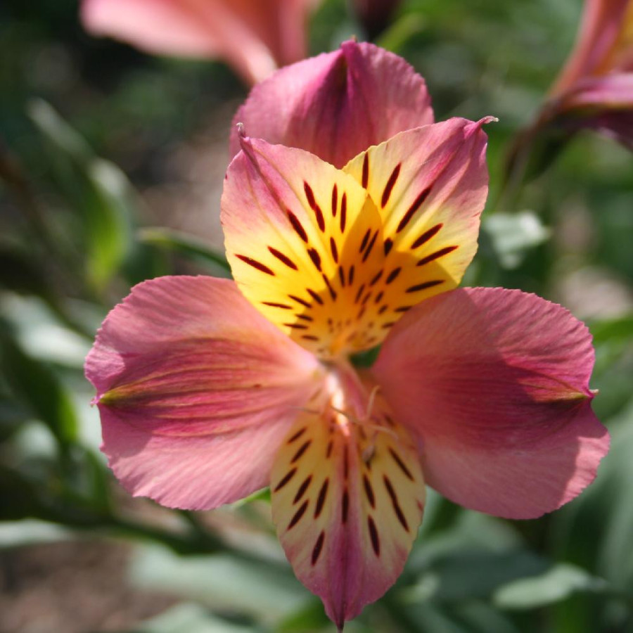 Plantes Vivaces ALSTROEMERIA 'Aubance' - Alstroémère en vente - Lis des Incas en vente - Pépinière Lepage .