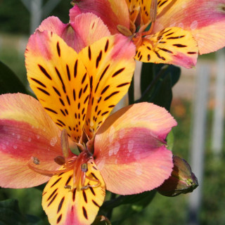 Plantes Vivaces ALSTROEMERIA 'Aubance' - Alstroémère en vente - Lis des Incas en vente - Pépinière Lepage .