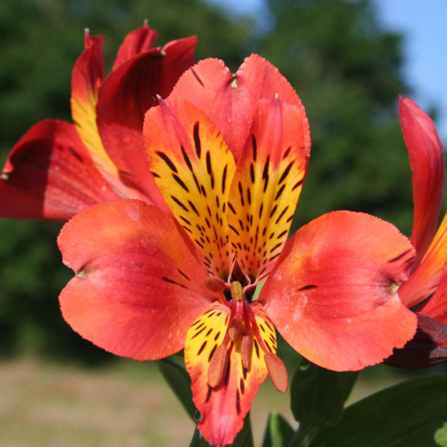 Plantes Vivaces ALSTROEMERIA 'Brissac' - Alstroémère en vente - Lis des Incas en vente - Pépinière Lepage .
