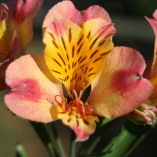 Plantes Vivaces ALSTROEMERIA 'Chartrené' - Alstroémère en vente - Lis des incas en vente - Pépinière Lepage .