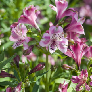 ALSTROEMERIA 'Devotion'