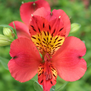 Plantes Vivaces ALSTROEMERIA 'Liré' - Alstroémère en vente - Lis des incas en vente - Pépinière Lepage .