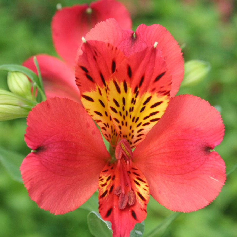 Plantes Vivaces ALSTROEMERIA 'Liré' - Alstroémère en vente - Lis des incas en vente - Pépinière Lepage .