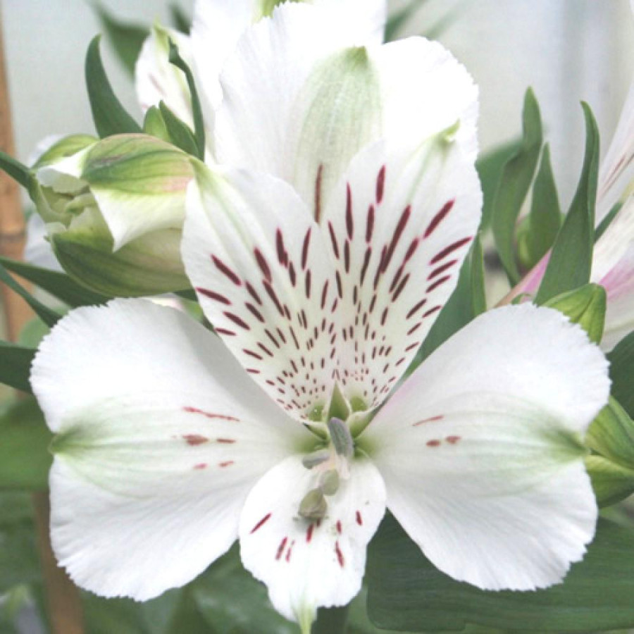 Plantes Vivaces ALSTROEMERIA 'Mazé' ® - Alstroémère en vente - Lis des Incas en vente - Pépinière Lepage .