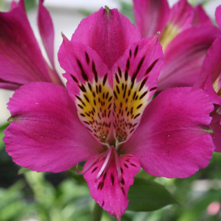 ALSTROEMERIA 'Montsoreau' ®