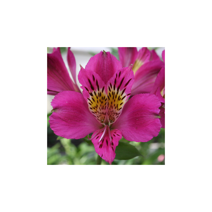 Plantes Vivaces ALSTROEMERIA 'Montsoreau' ® - Alstroémère en vente - Lis ds Incas en vente - Pépinière Lepage .