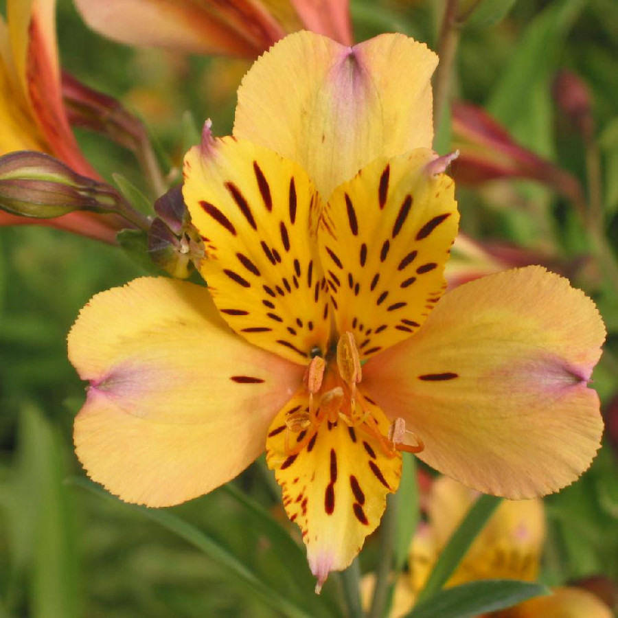 Plantes Vivaces ALSTROEMERIA 'Nicolas' - Alstroémère en vente - Lis des Incas en vente - Pépinière Lepage .
