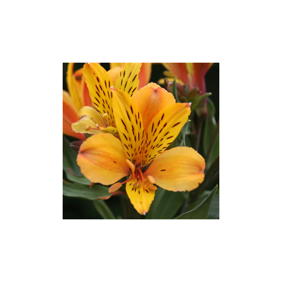 Plantes Vivaces ALSTROEMERIA 'Serrant' ® - Alstroémère en vente - Lis des Incas en vente - Pépinière Lepage .