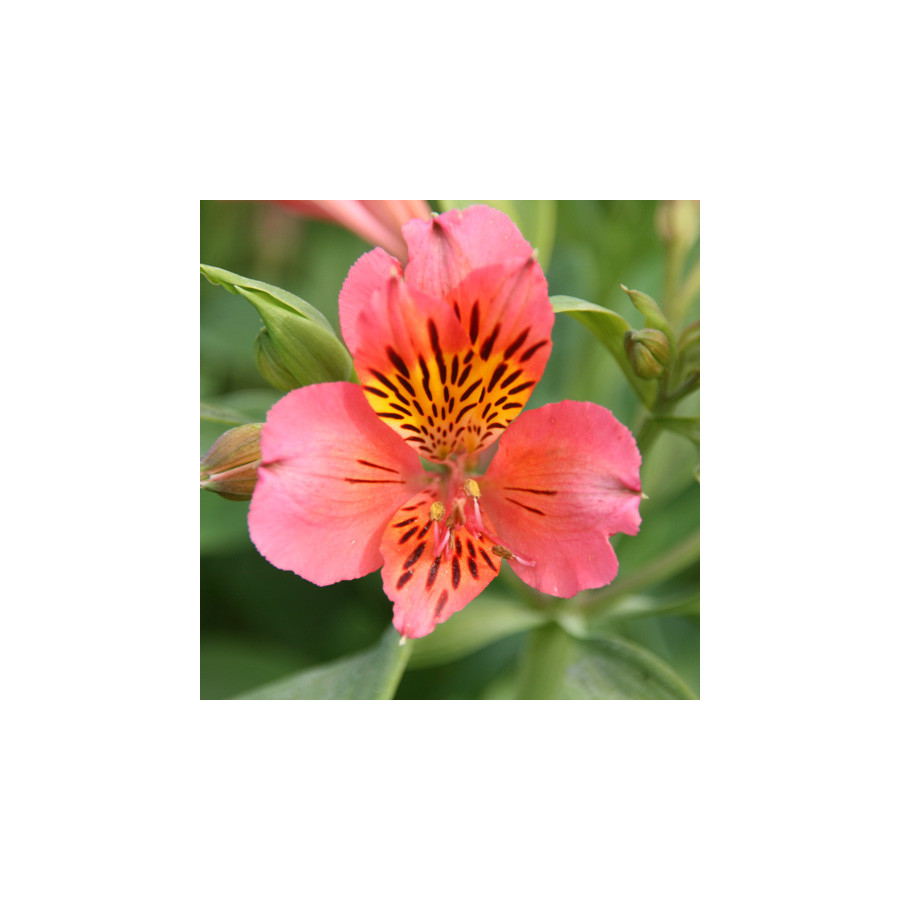 Plantes Vivaces ALSTROEMERIA 'Tiercé' - Alstroémère en vente - Lis des Incas en vente - Pépinière Lepage .