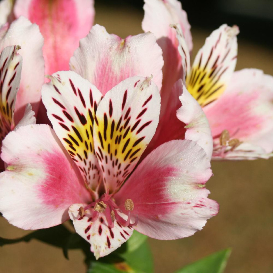 Plantes Vivaces ALSTROEMERIA 'William' - Alstroémère en vente - Lis des Incas en vente - Pépinière Lepage .