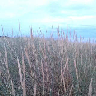 Plantes Vivaces AMMOPHILA arenaria - Oyat en vente - Roseau des sables  en vente - Pépinière Lepage .