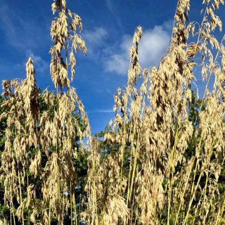 Plantes Vivaces AMPELODESMOS mauritanicus - Le Diss en vente - Pépinière Lepage .
