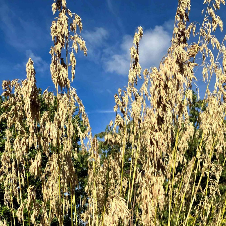 Plantes Vivaces AMPELODESMOS mauritanicus - Le Diss en vente - Pépinière Lepage .