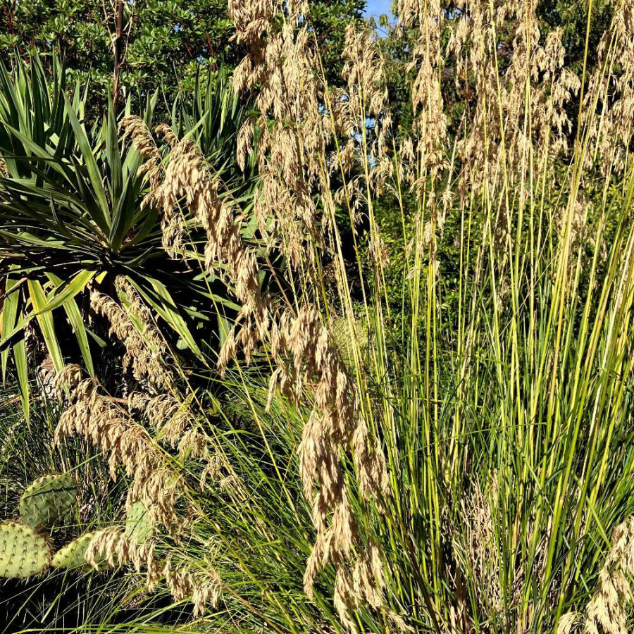 Plantes Vivaces AMPELODESMOS mauritanicus - Le Diss en vente - Pépinière Lepage .