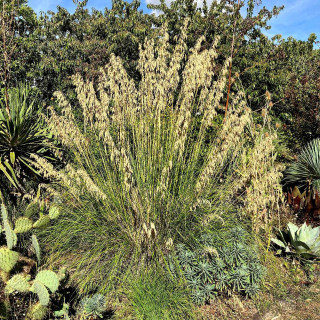 Plantes Vivaces AMPELODESMOS mauritanicus - Le Diss en vente - Pépinière Lepage .