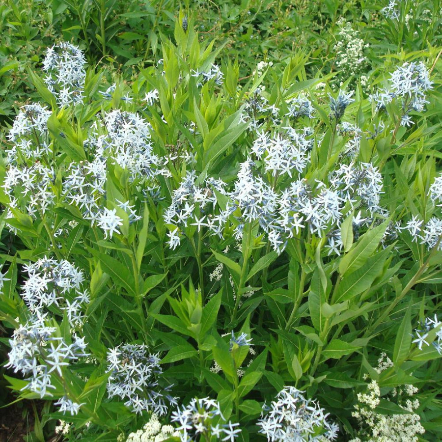 Plantes Vivaces AMSONIA tabernaemontana - Amsonie en vente - Pépinière Lepage .