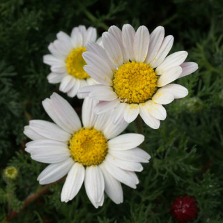 Plantes Vivaces ANACYCLUS pyrethrum var. depressus - Camomille marocaine en vente - Pépinière Lepage .