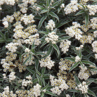 Plantes Vivaces ANAPHALIS margaritacea - Immortelle de Virginie en vente - Pépinière Lepage .
