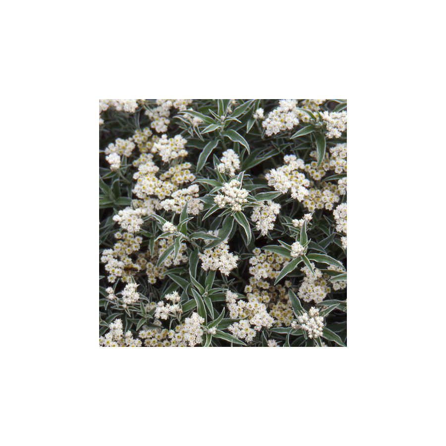 Plantes Vivaces ANAPHALIS margaritacea - Immortelle de Virginie en vente - Pépinière Lepage .