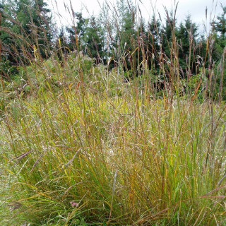 Plantes Vivaces ANDROPOGON gerardii - SCHIZACHYRIUM à balais en vente - Pépinière Lepage .