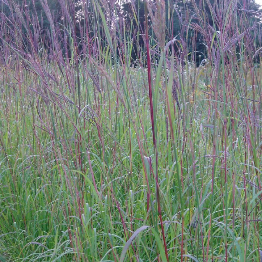 Plantes Vivaces ANDROPOGON gerardii - SCHIZACHYRIUM à balais en vente - Pépinière Lepage .