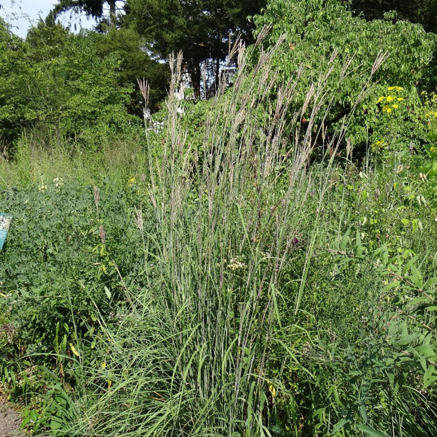 Plantes Vivaces ANDROPOGON gerardii - SCHIZACHYRIUM à balais en vente - Pépinière Lepage .