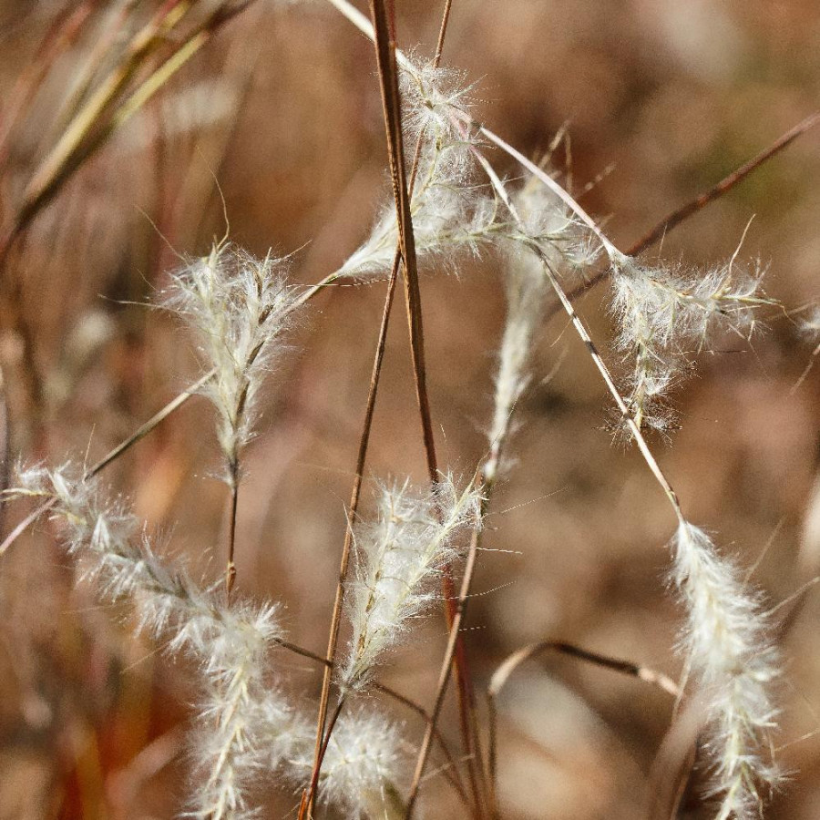 ANDROPOGON ternarius