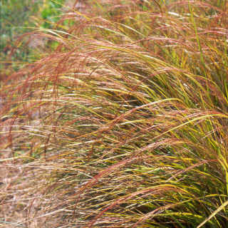 Plantes Vivaces ANEMANTHELE lessoniana (Stipa arundinacea) - Stipe en vente - Pépinière Lepage .