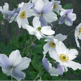 Plantes Vivaces ANEMONE 'Wild Swan' ® - Anémone du Japon en vente - Pépinière Lepage .