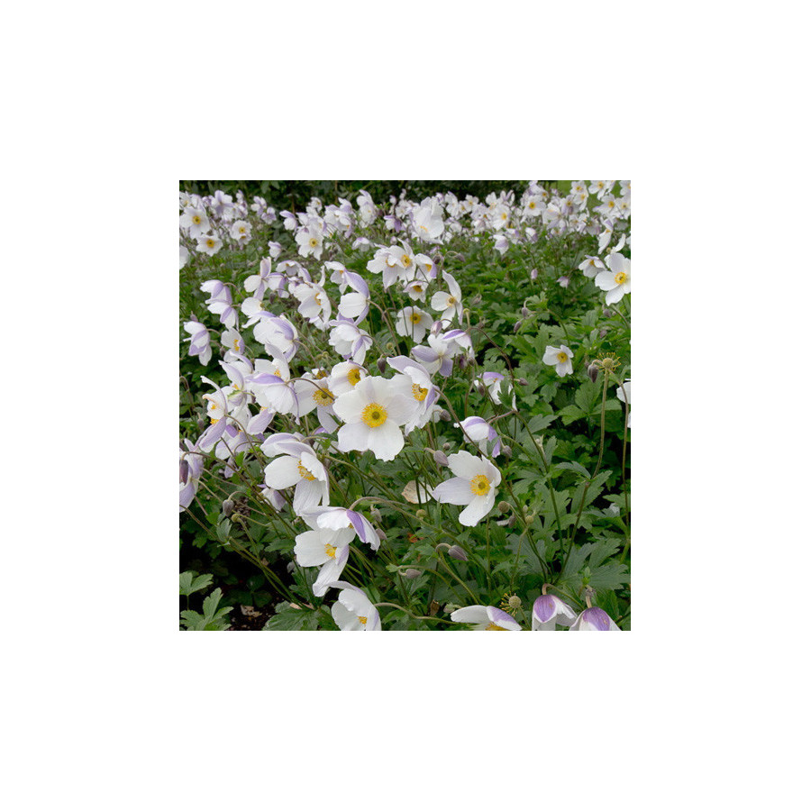 Plantes Vivaces ANEMONE 'Wild Swan' ® - Anémone du Japon en vente - Pépinière Lepage .