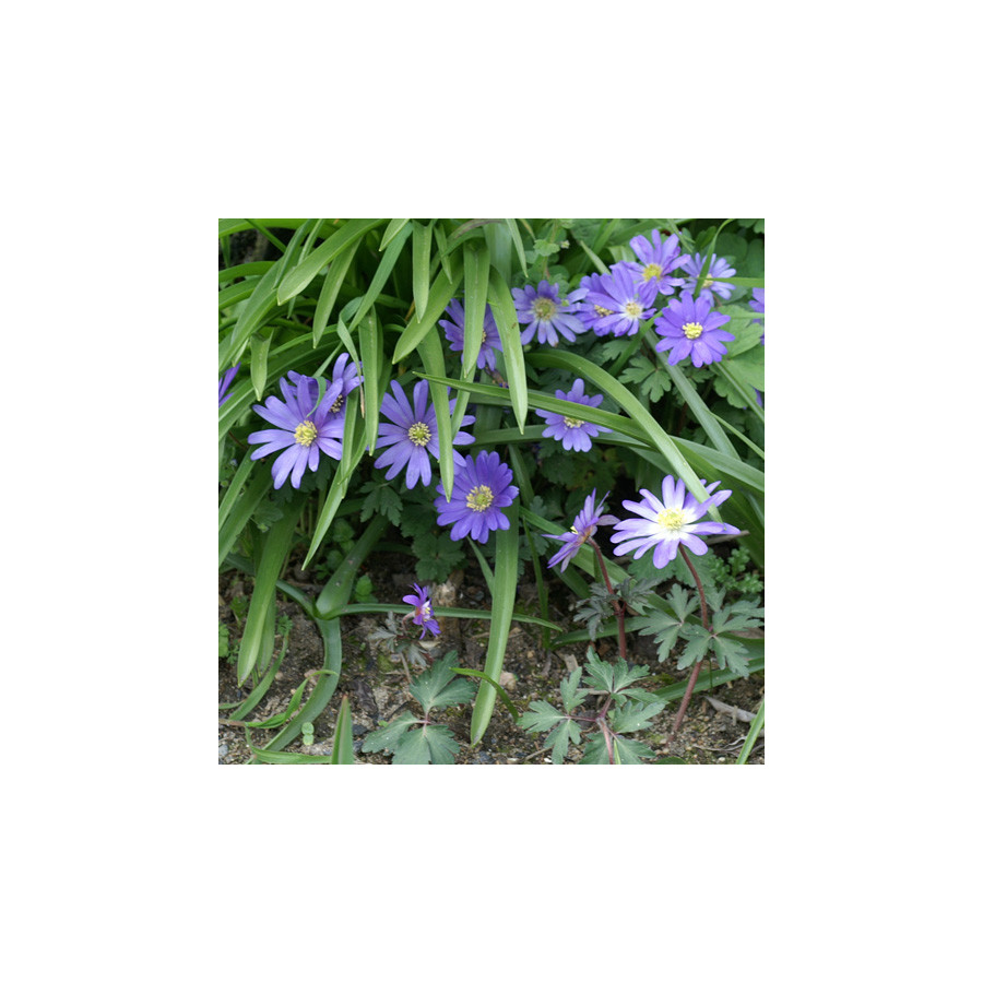 Plantes Vivaces ANEMONE blanda 'Blue Shades'  - Anémone en vente - Pépinière Lepage .