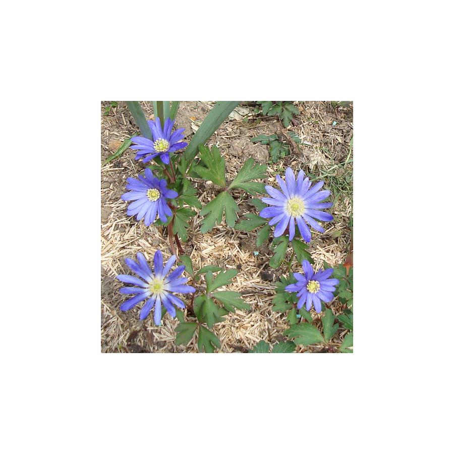 Plantes Vivaces ANEMONE blanda 'Blue Shades'  - Anémone en vente - Pépinière Lepage .