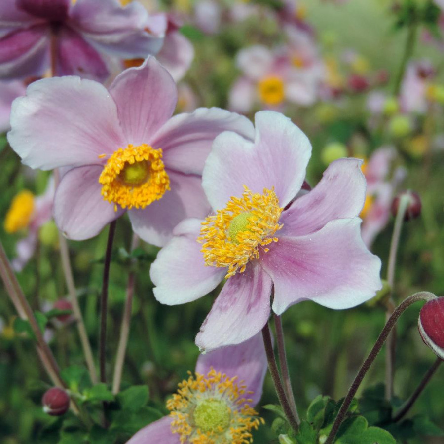 Plantes Vivaces ANEMONE hupehensis 'Bowles's Pink' - Anémone du Japon en vente - Pépinière Lepage .
