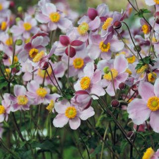 Plantes Vivaces ANEMONE hupehensis 'Bowles's Pink' - Anémone du Japon en vente - Pépinière Lepage .