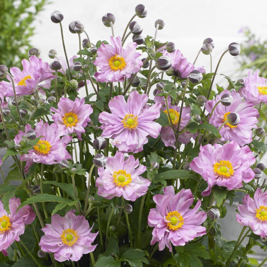 Plantes Vivaces ANEMONE hupehensis 'Pocahontas' ® - Anémone du Japon en vente - Pépinière Lepage .