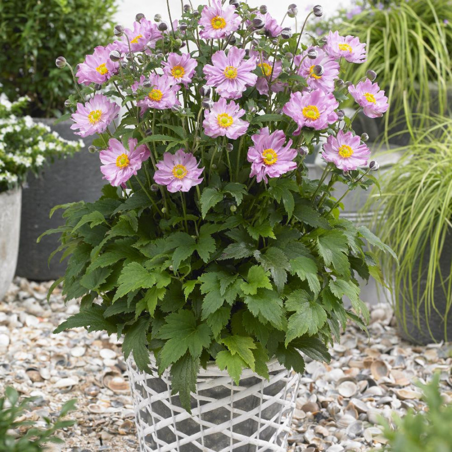 Plantes Vivaces ANEMONE hupehensis 'Pocahontas' ® - Anémone du Japon en vente - Pépinière Lepage .